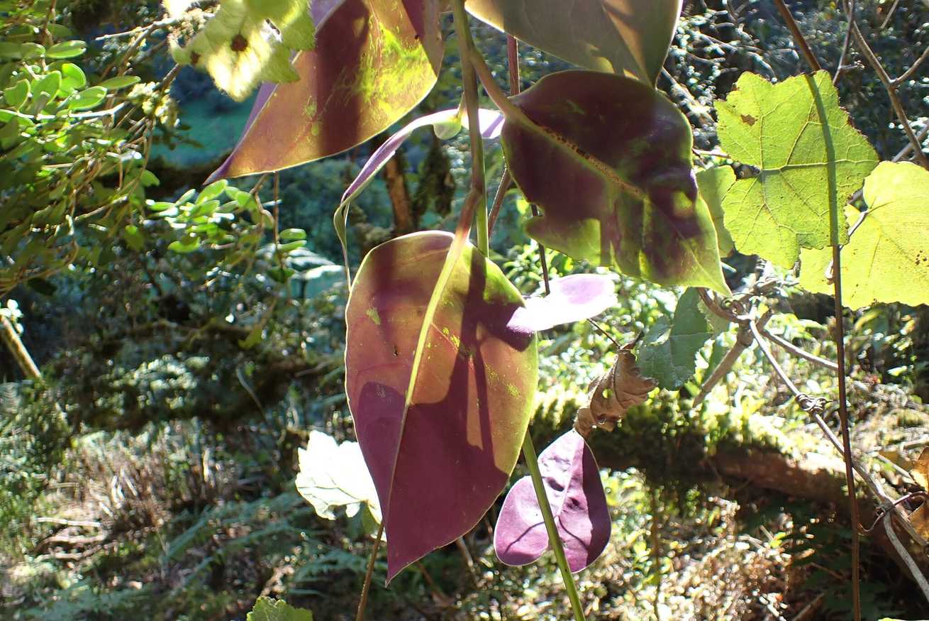 Anredera baselloides