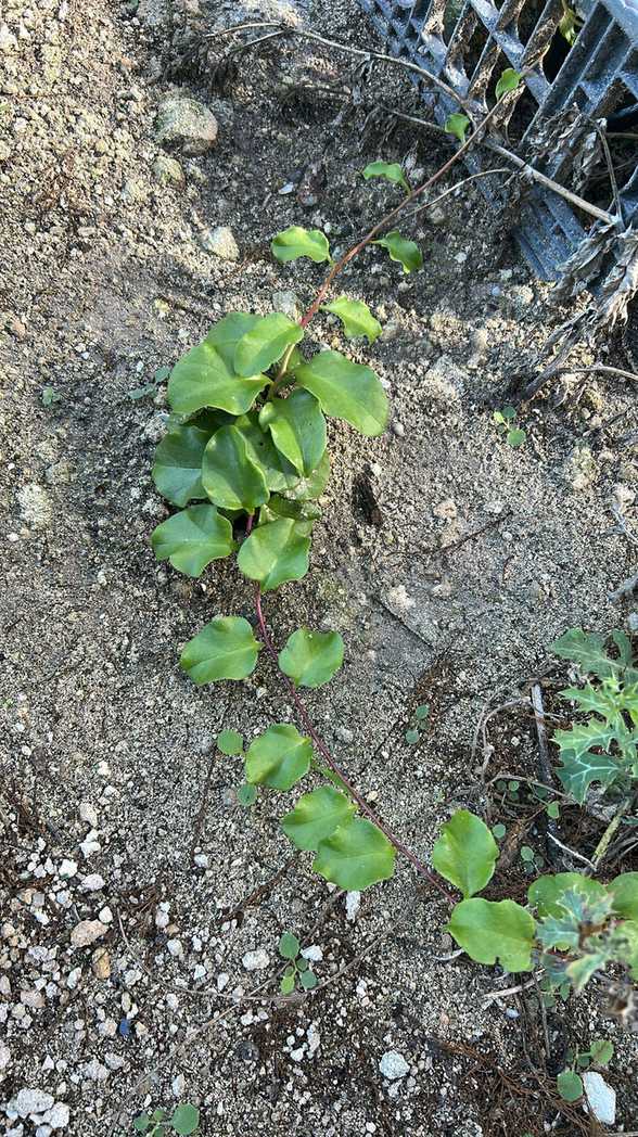 Anredera baselloides