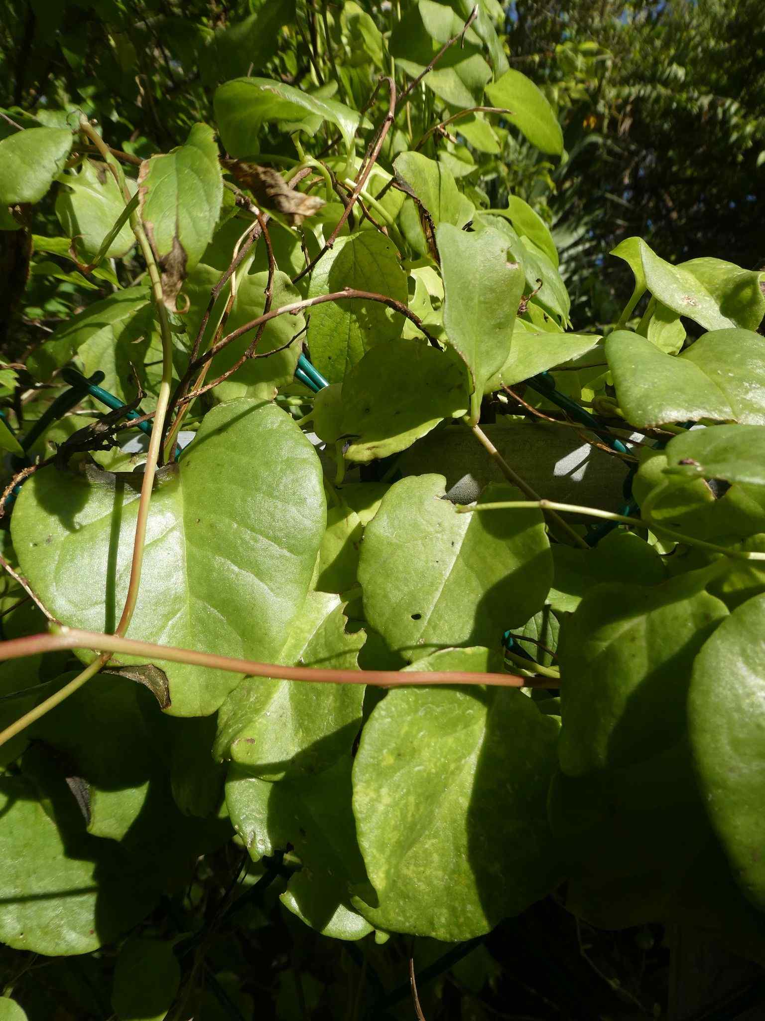 Anredera baselloides