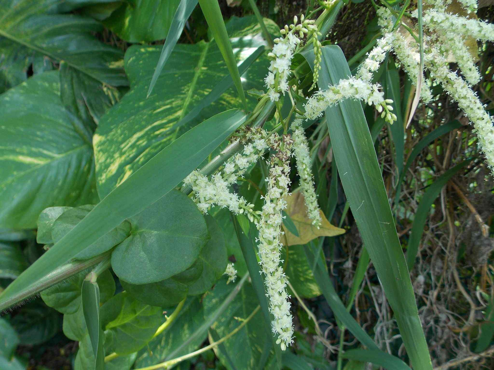 Anredera baselloides