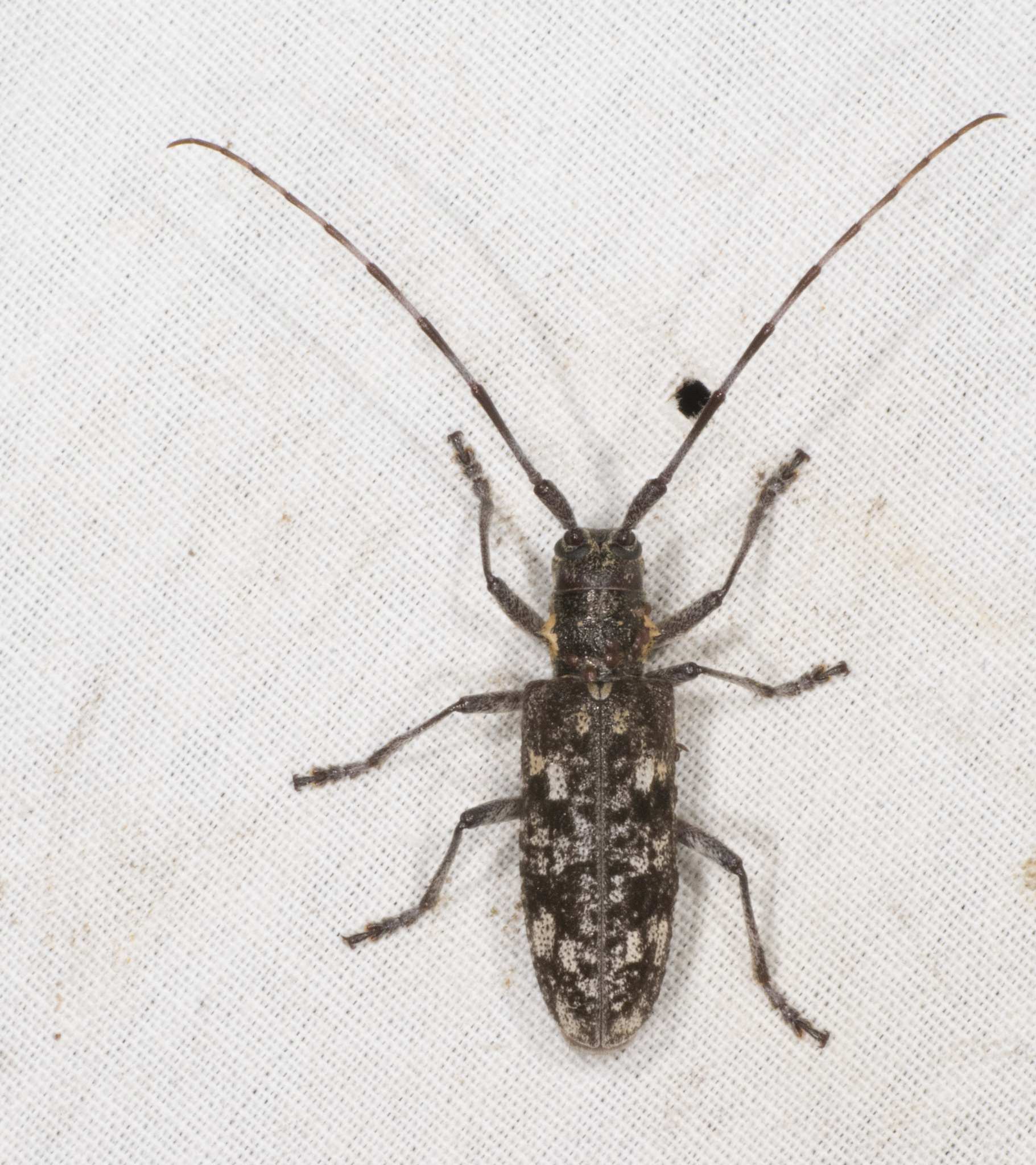 Monochamus maculosus