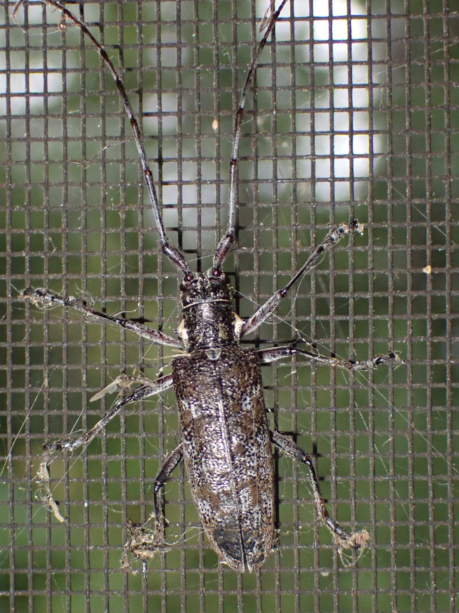 Monochamus maculosus