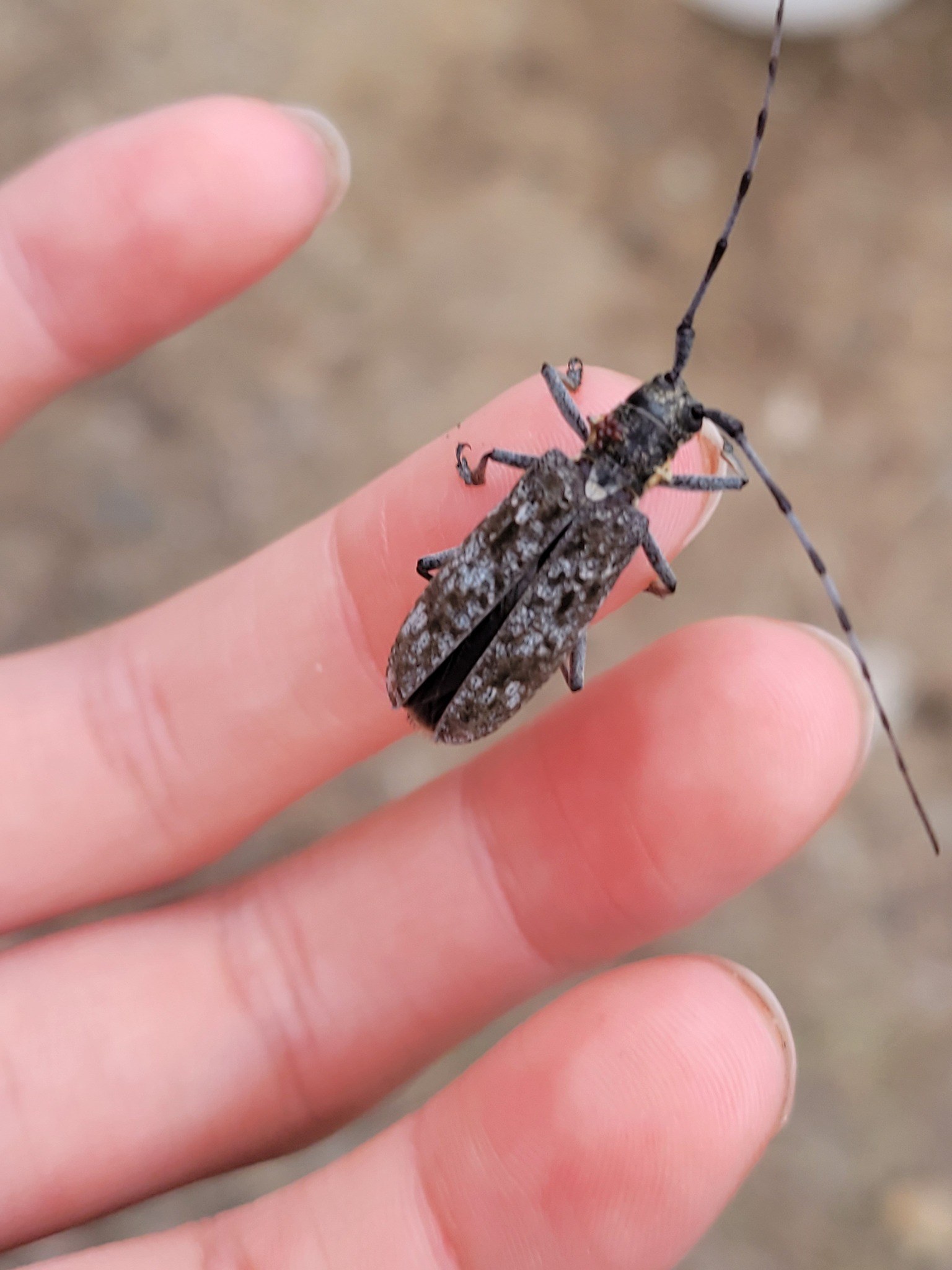 Monochamus maculosus