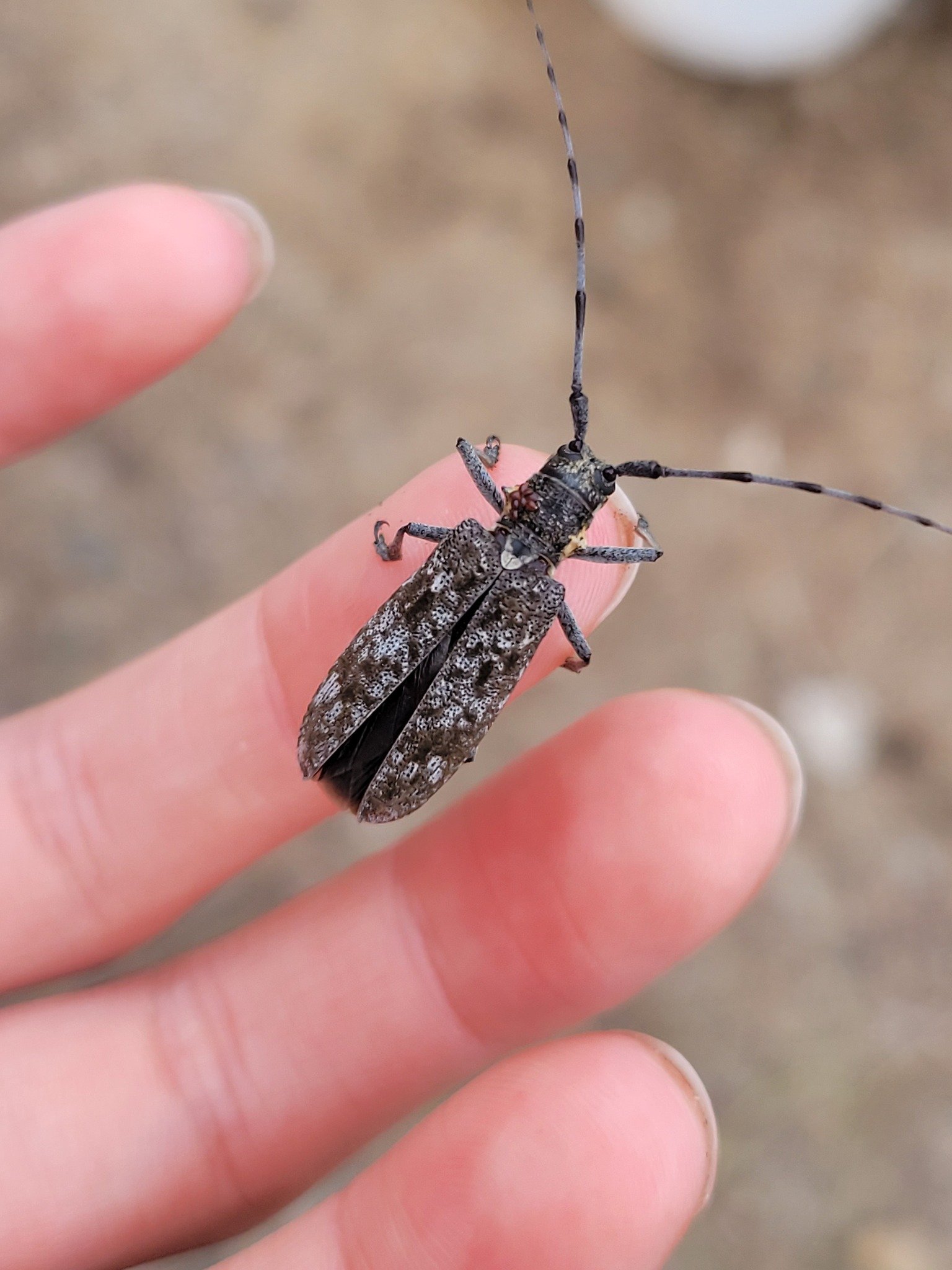 Monochamus maculosus