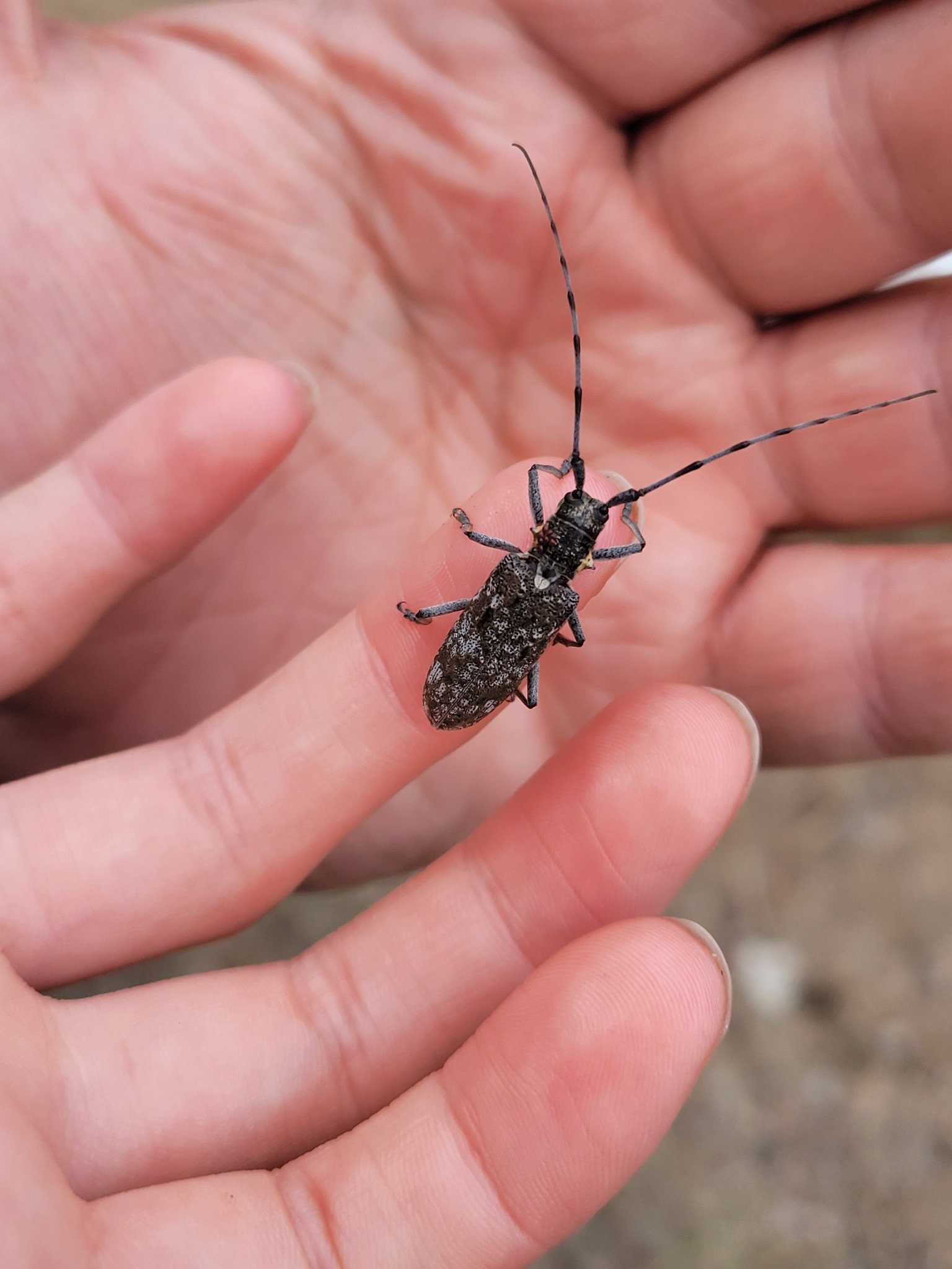 Monochamus maculosus