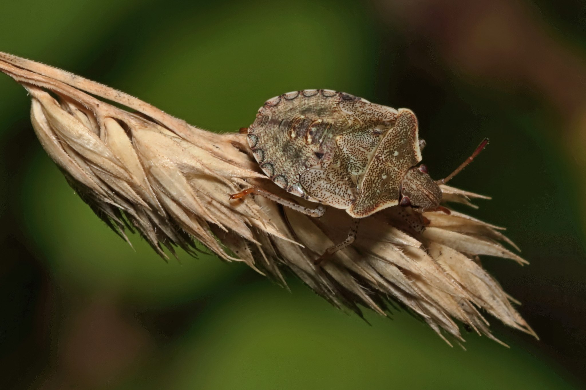 Euschistus tristigmus
