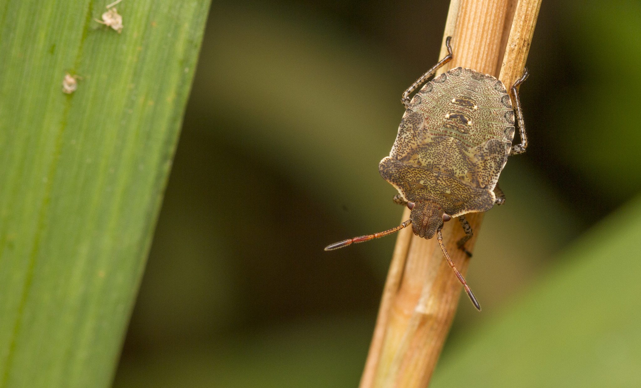 Euschistus tristigmus