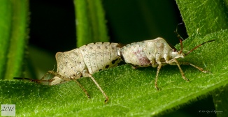Euschistus tristigmus