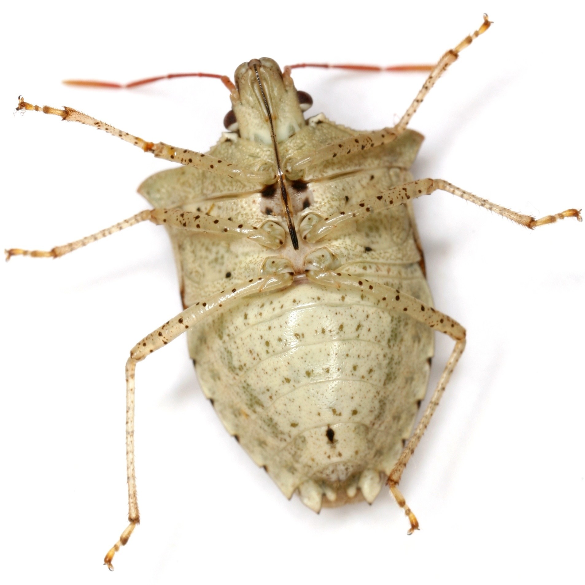 Euschistus tristigmus