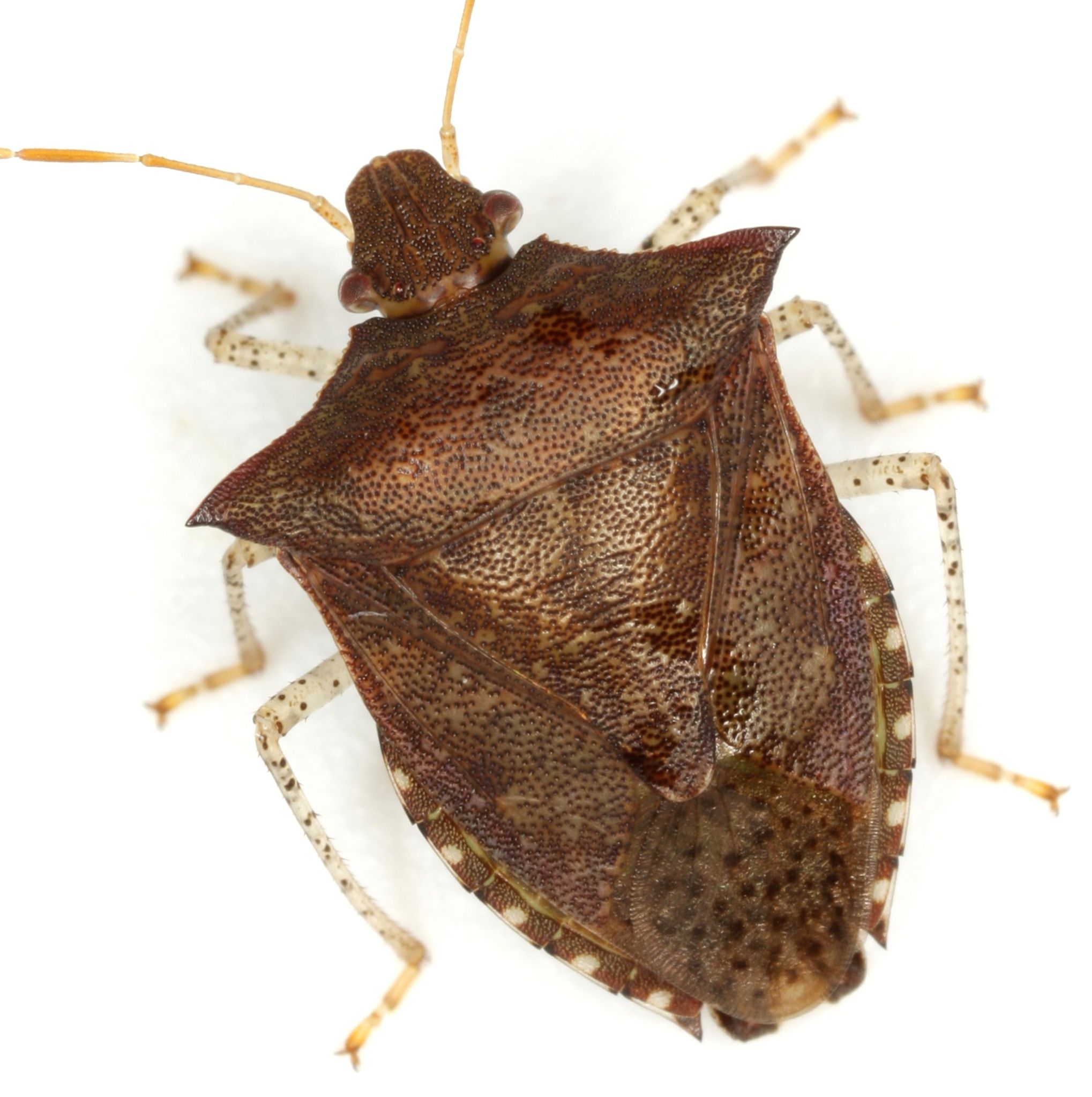 Euschistus tristigmus