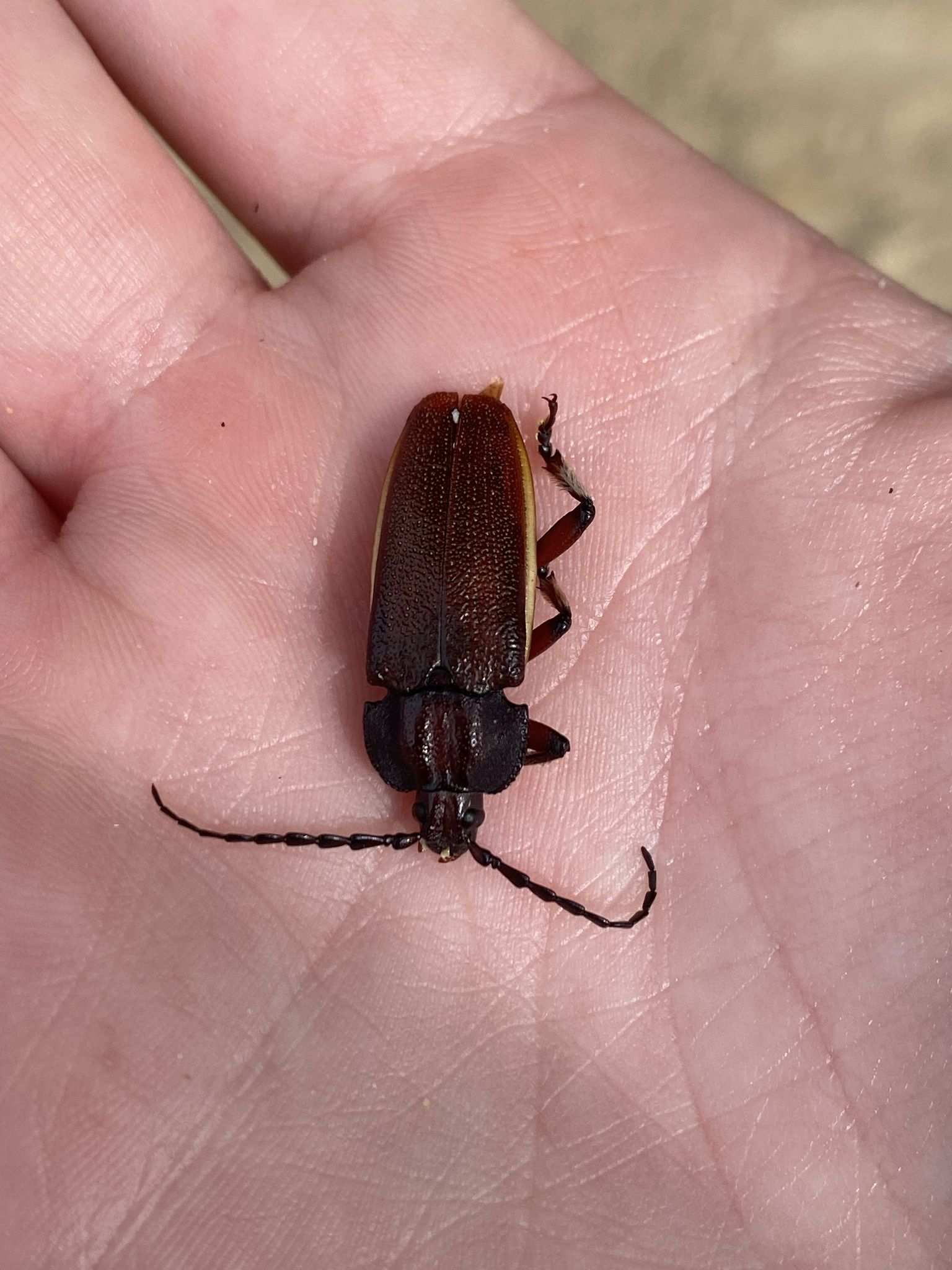 Solenoptera bilineata