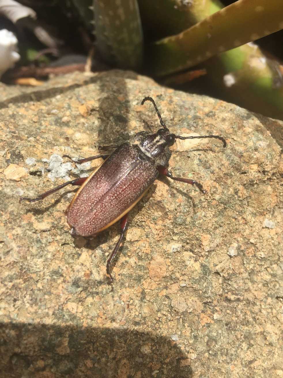 Solenoptera bilineata