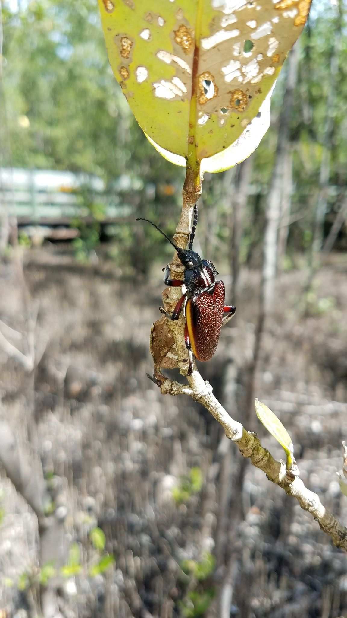Solenoptera bilineata