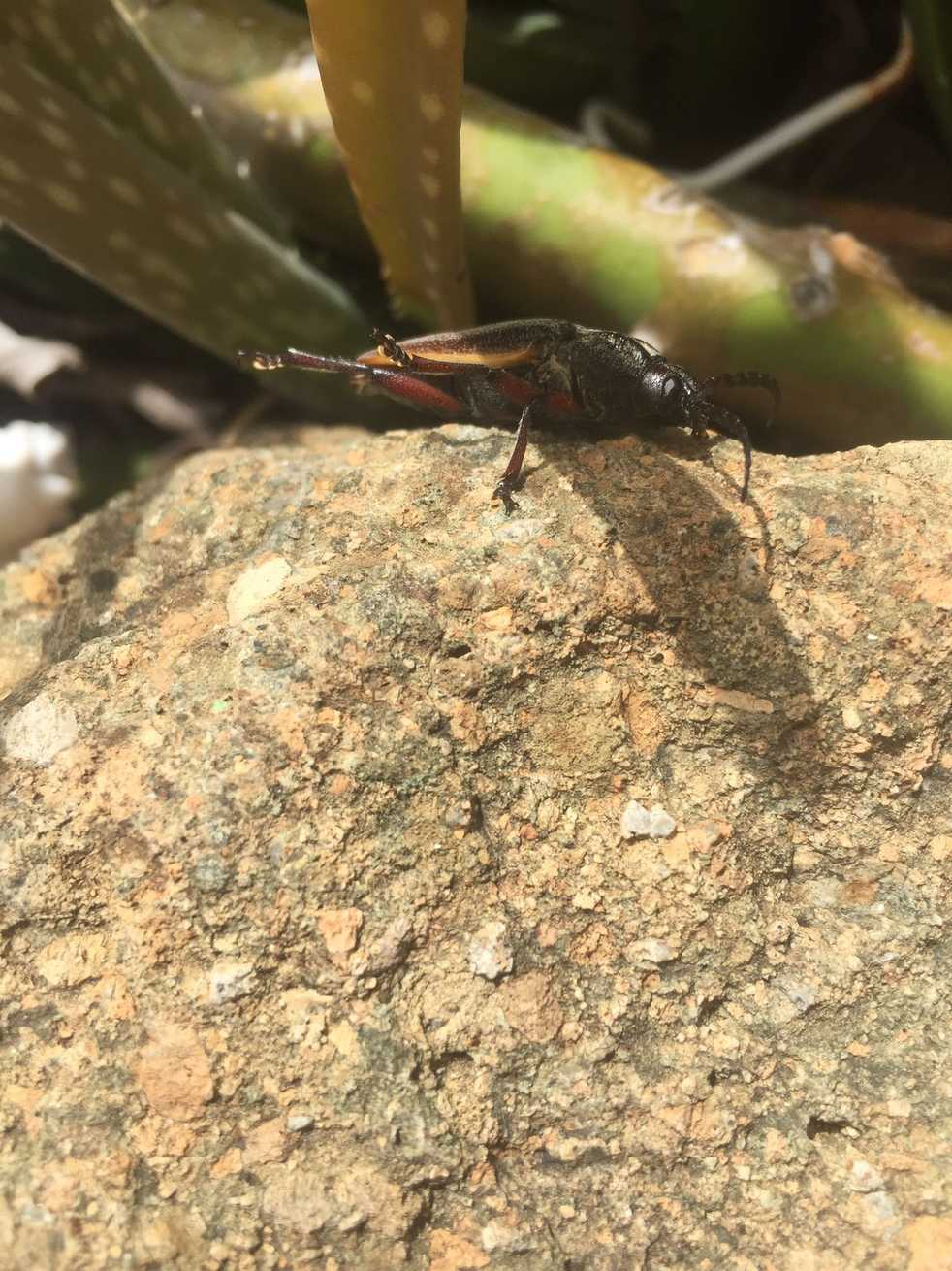 Solenoptera bilineata