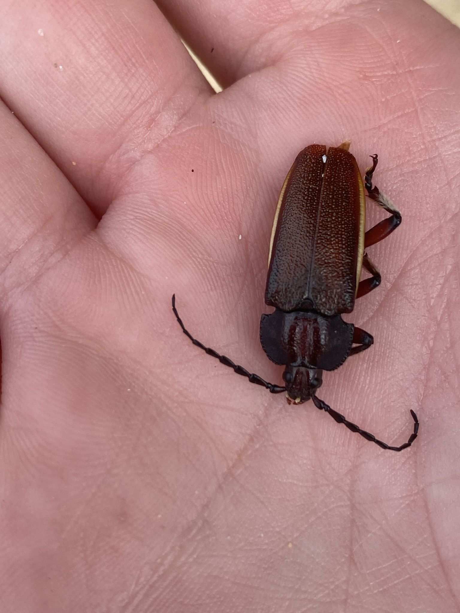 Solenoptera bilineata