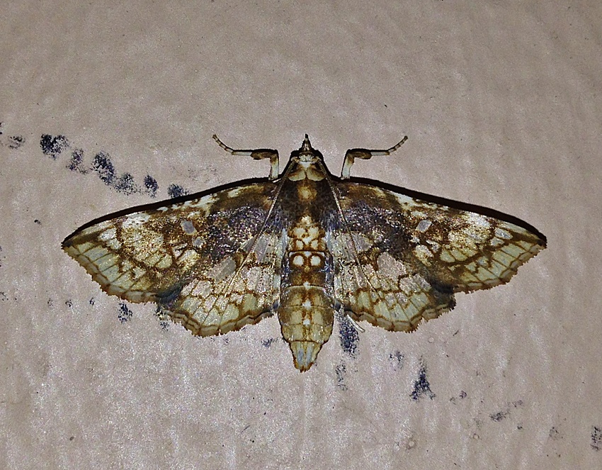 Omphisa anastomosalis