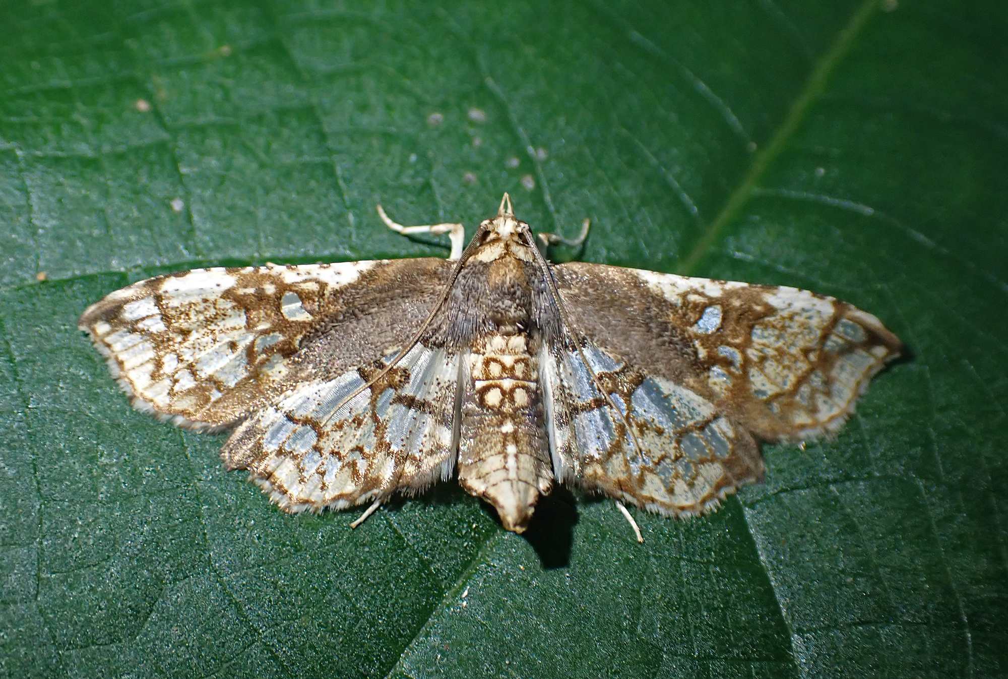 Omphisa anastomosalis