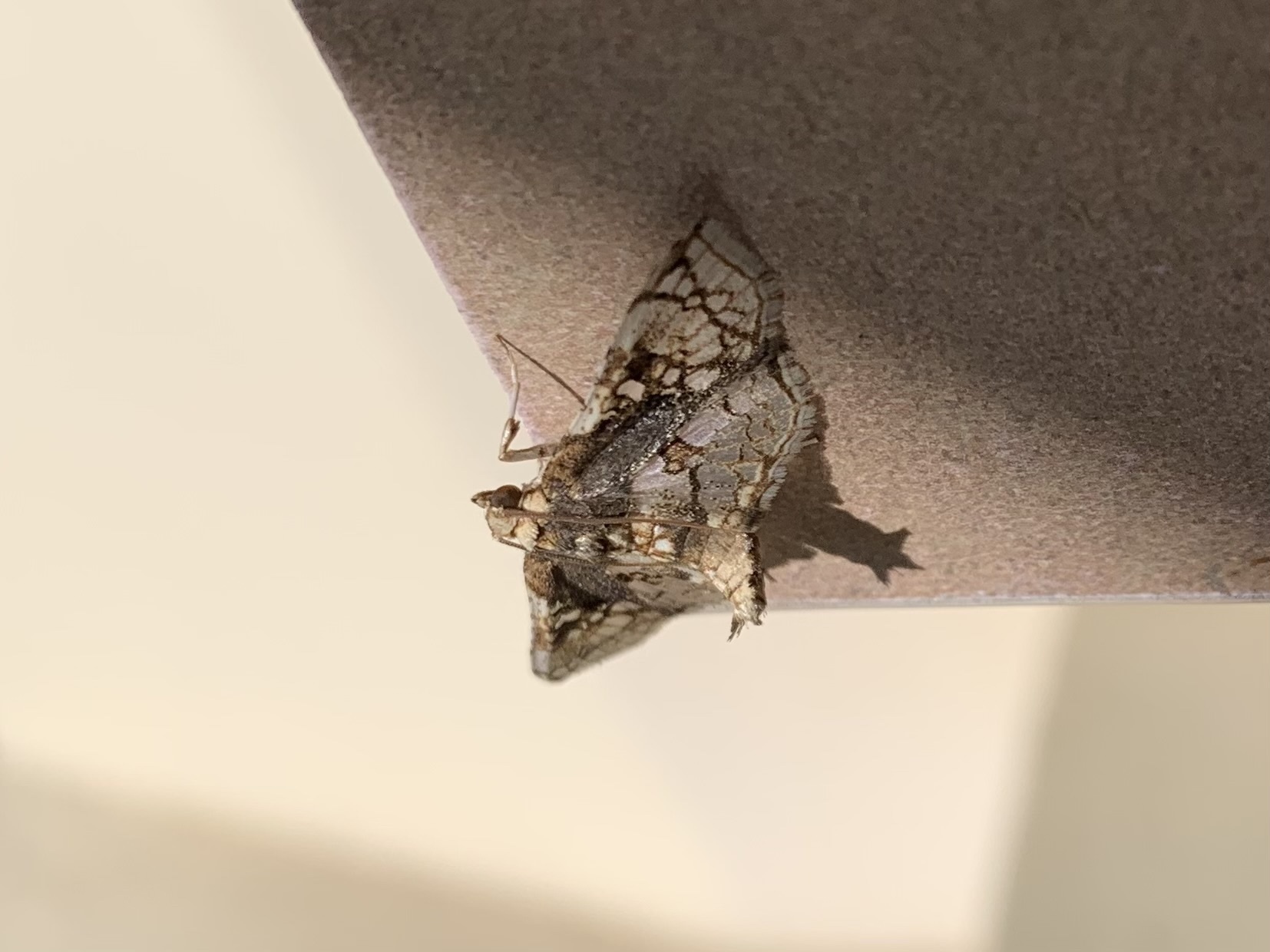 Omphisa anastomosalis