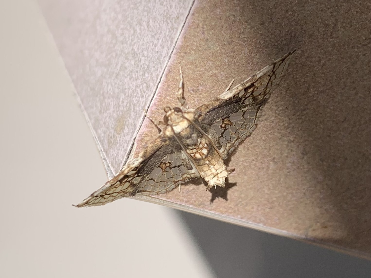 Omphisa anastomosalis