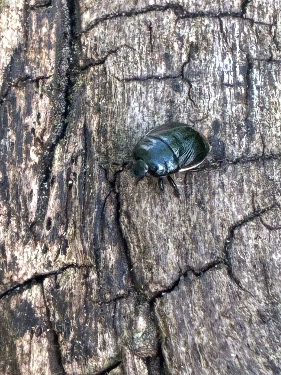 Legnotus limbosus