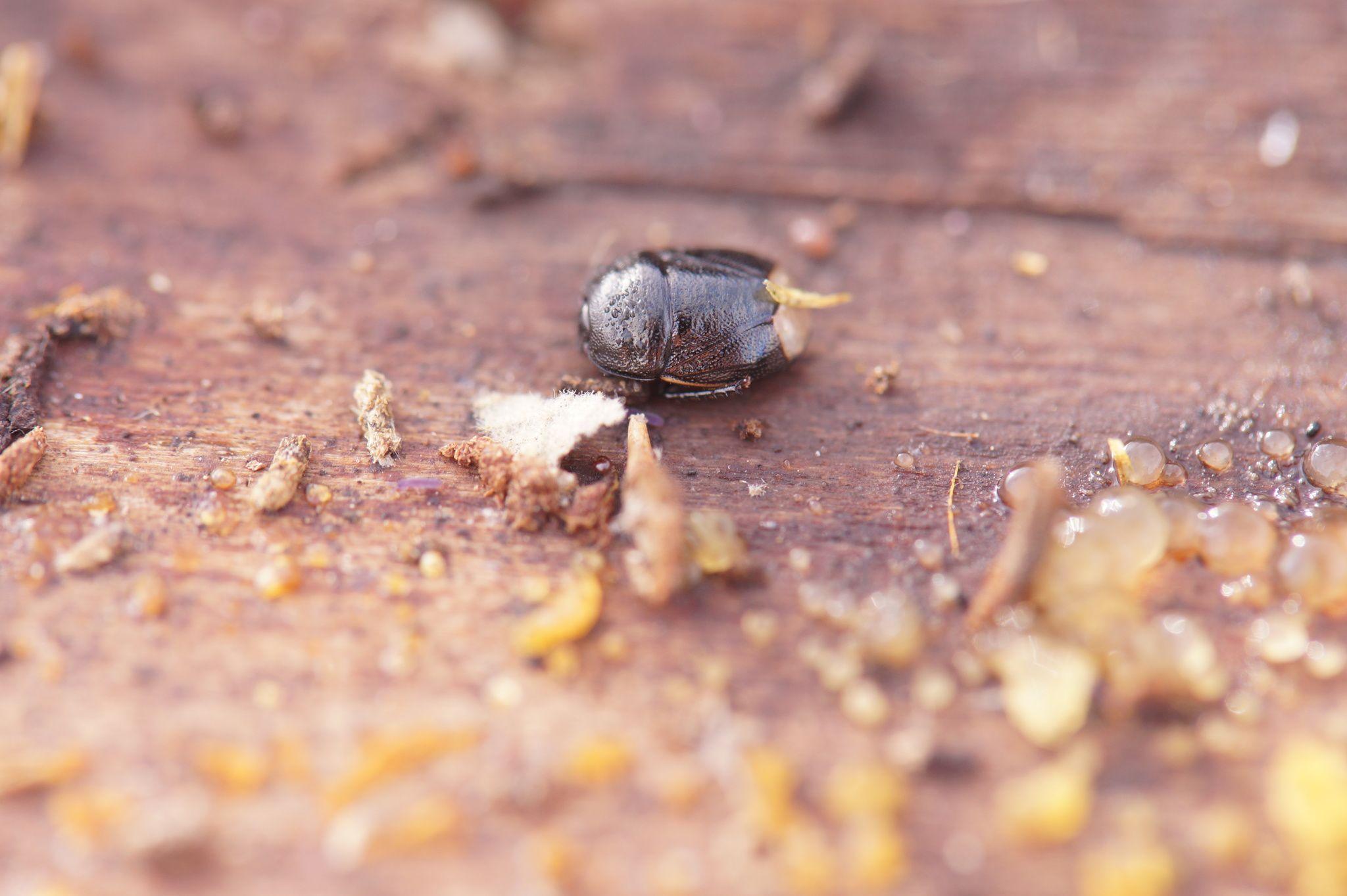 Legnotus limbosus