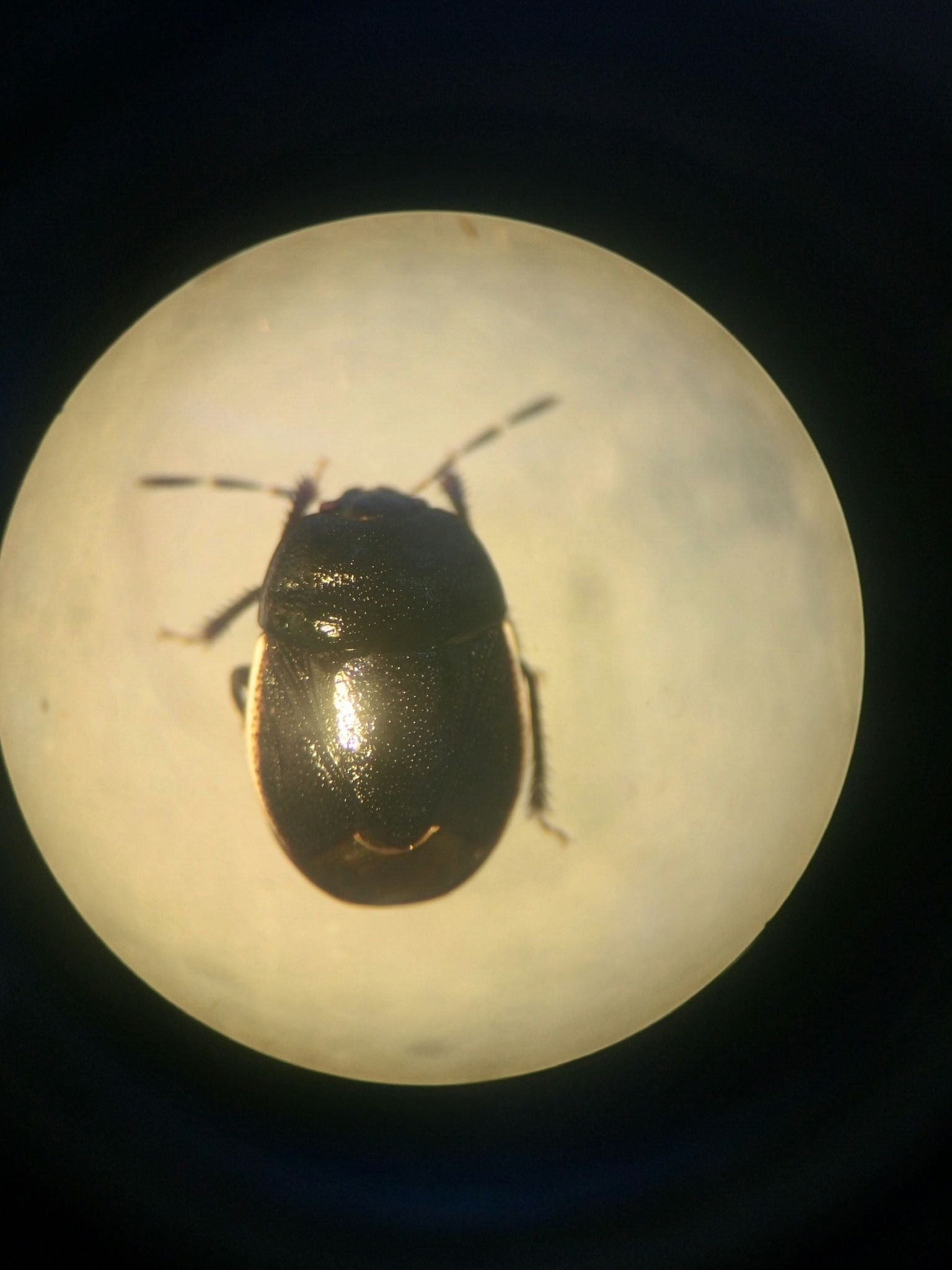 Legnotus limbosus