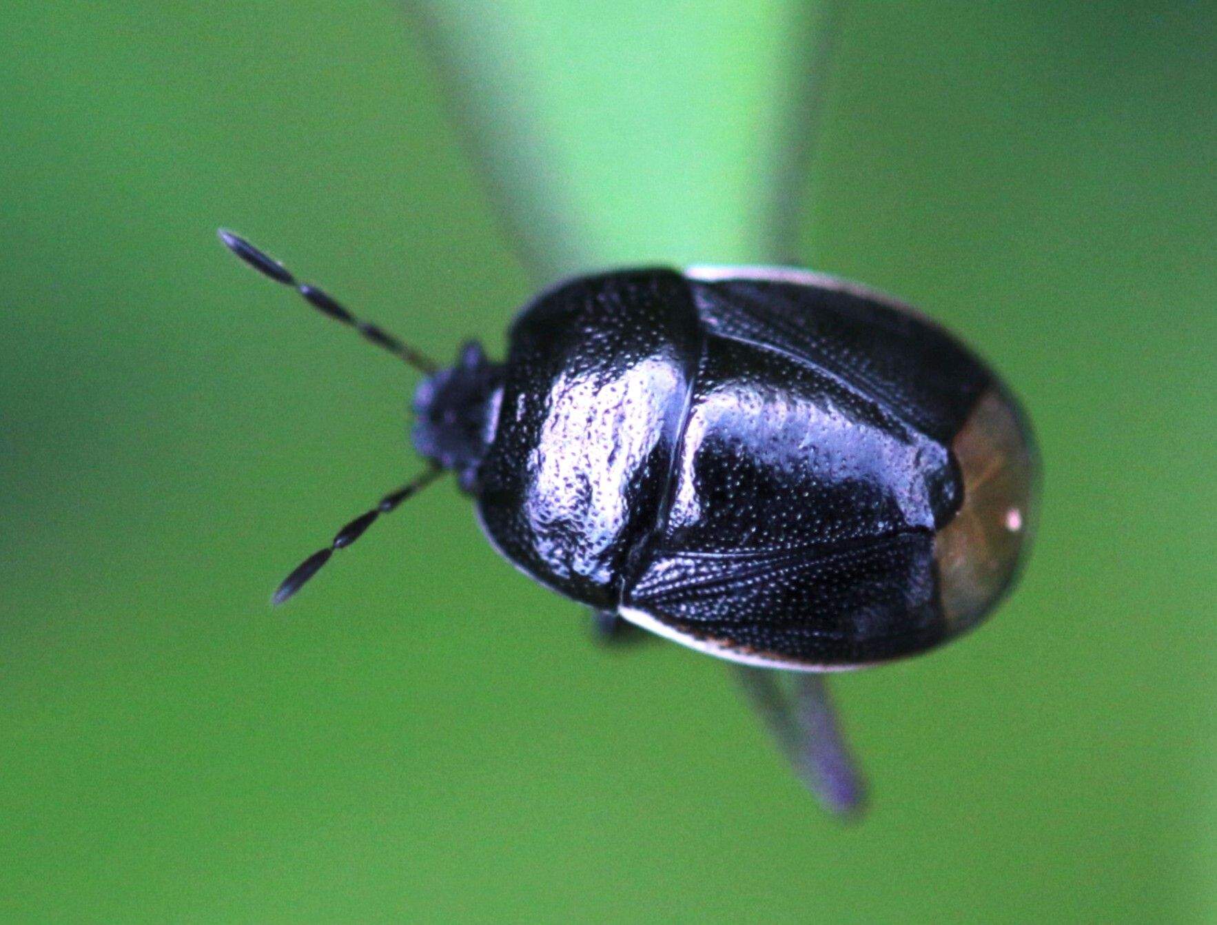 Legnotus limbosus