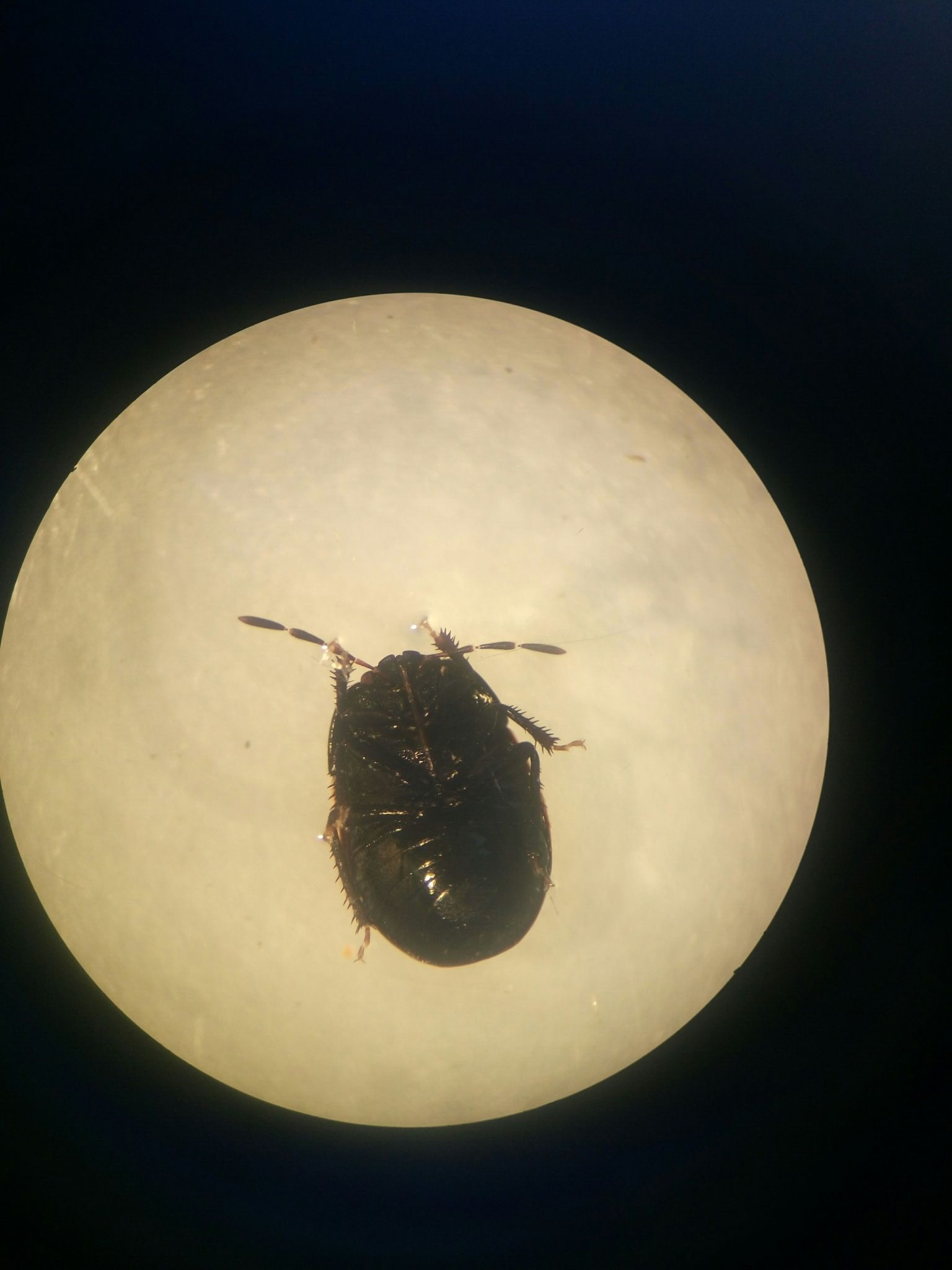 Legnotus limbosus
