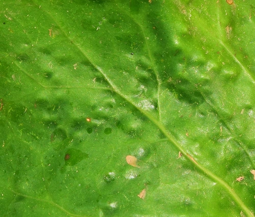 Bryobia kissophila