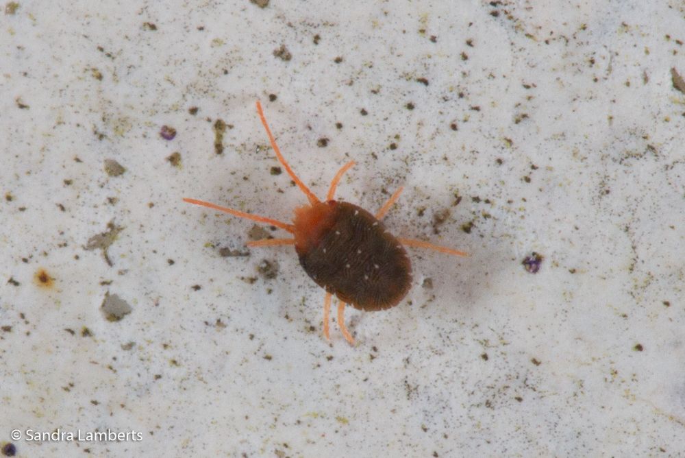 Bryobia kissophila
