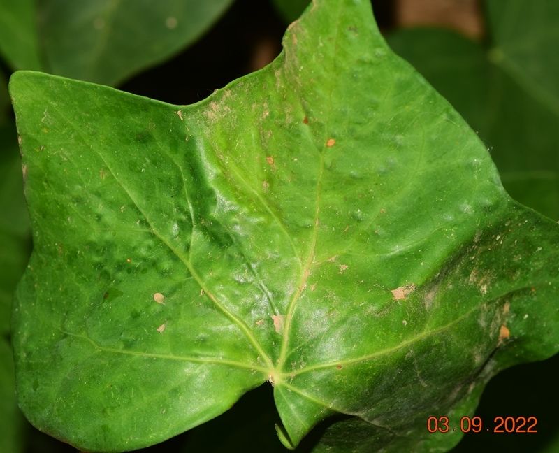 Bryobia kissophila