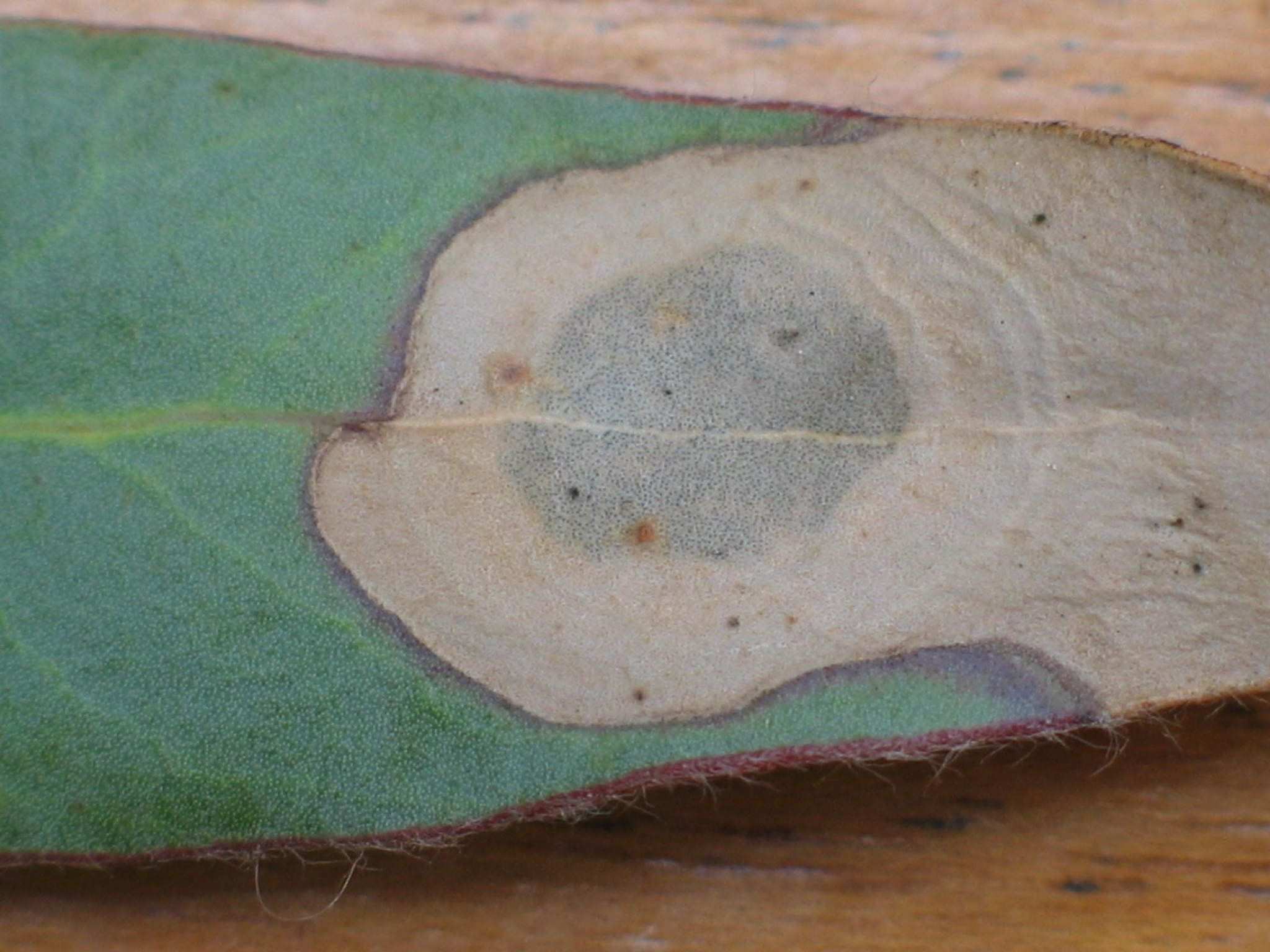 Brunneosphaerella protearum