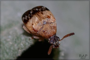 Sennius