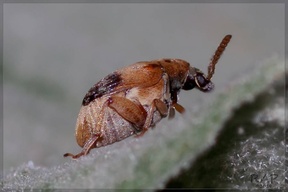Sennius