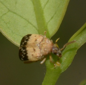 Sennius