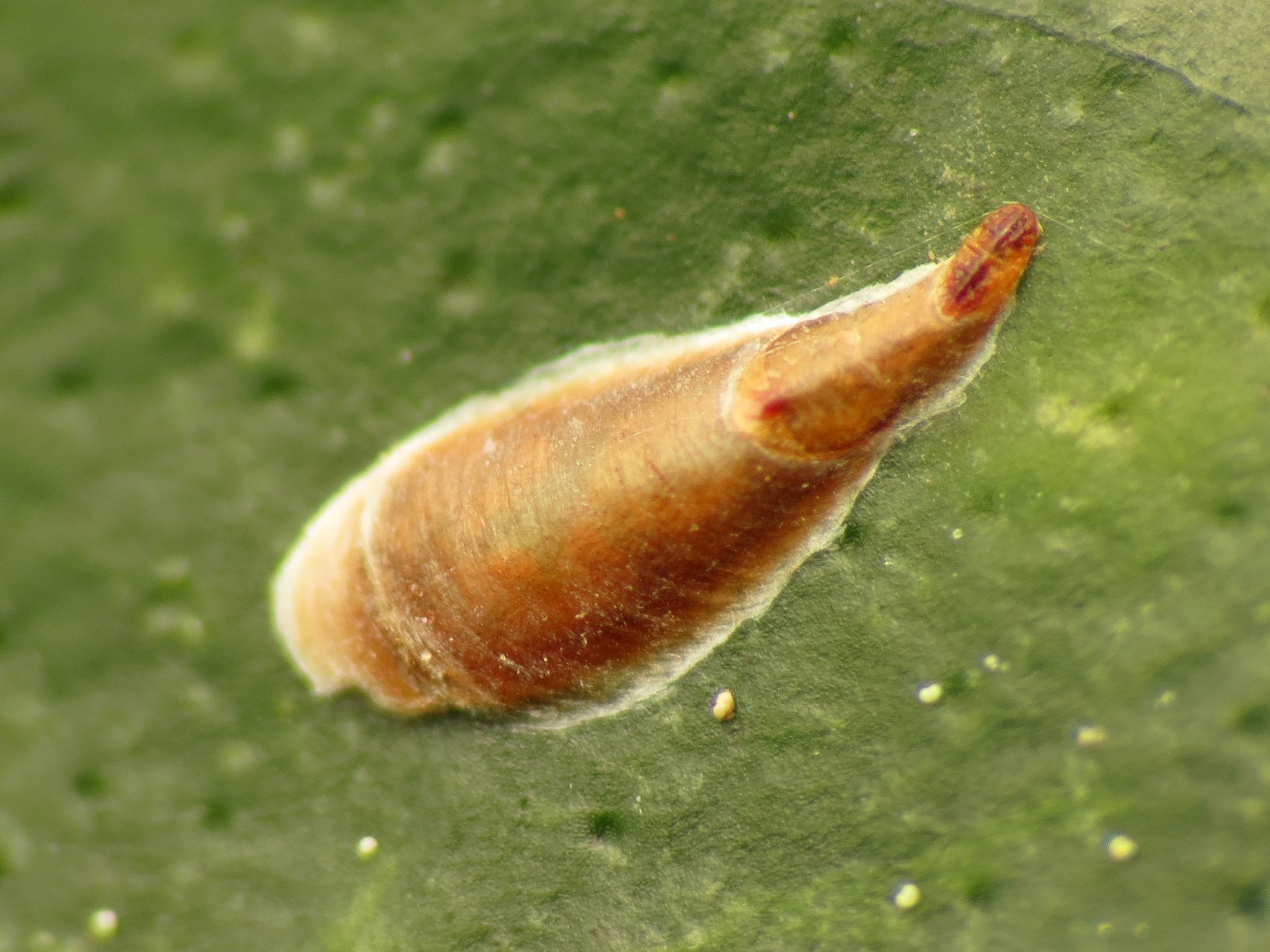 Lepidosaphes beckii