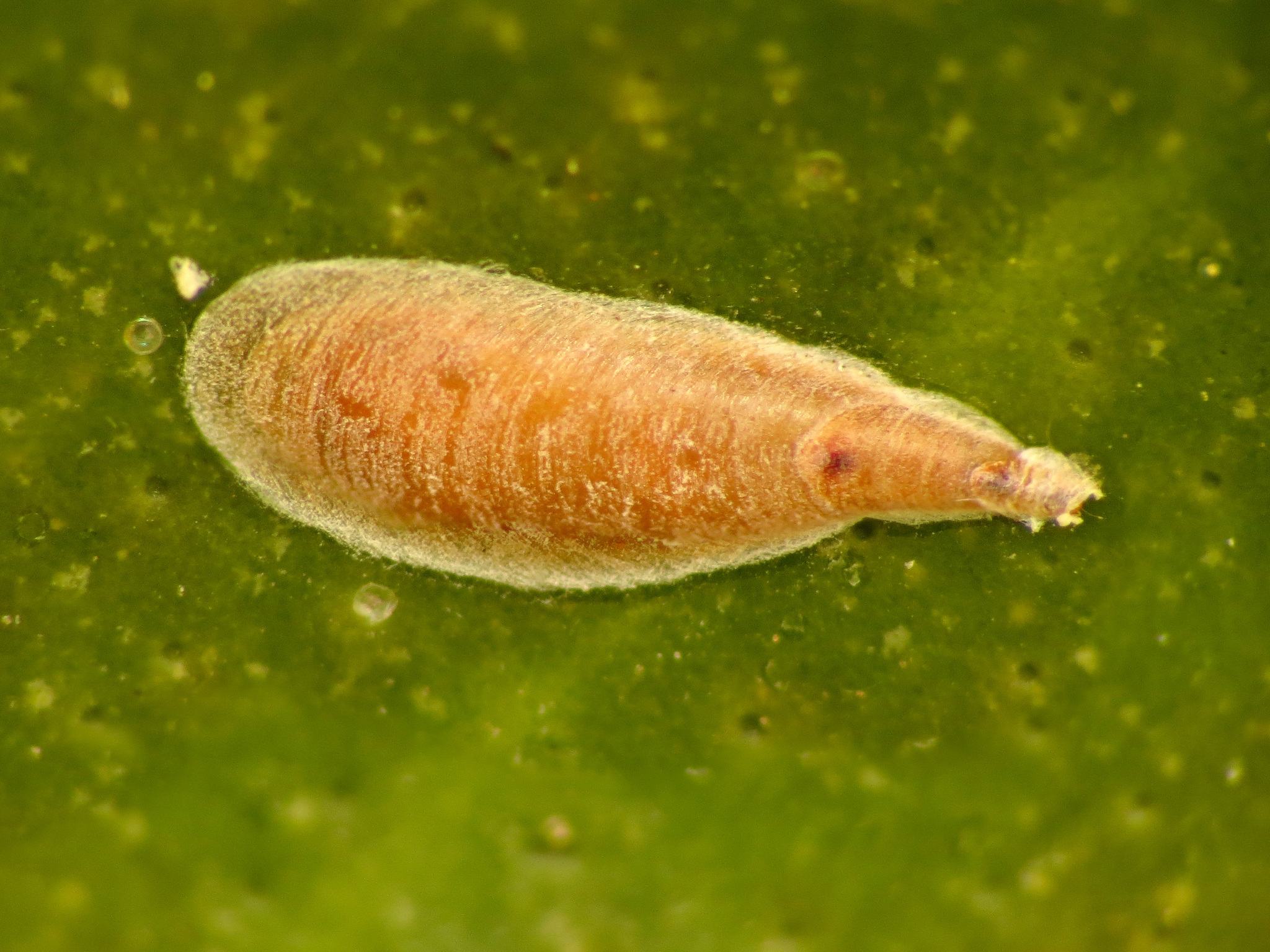 Lepidosaphes beckii