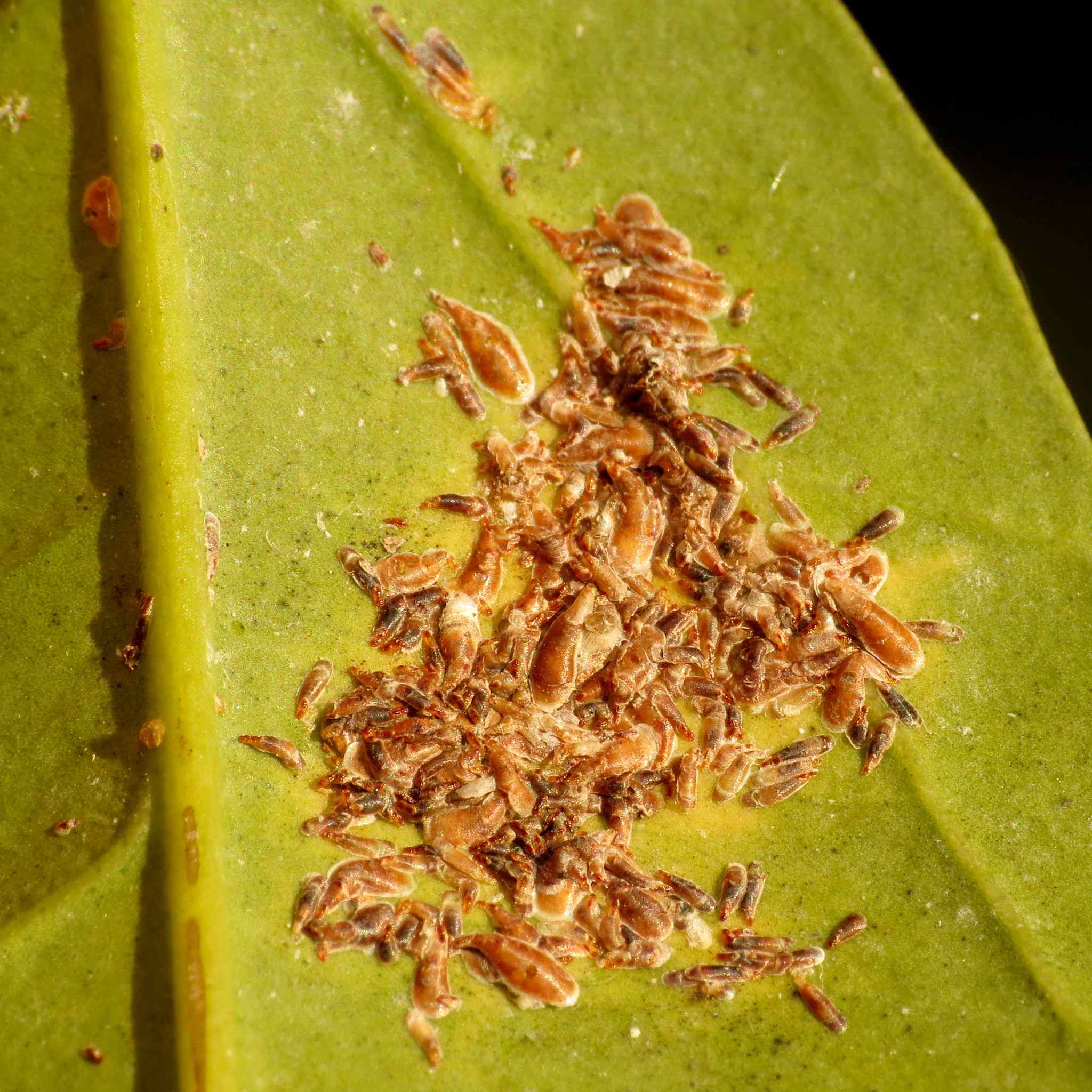 Lepidosaphes beckii