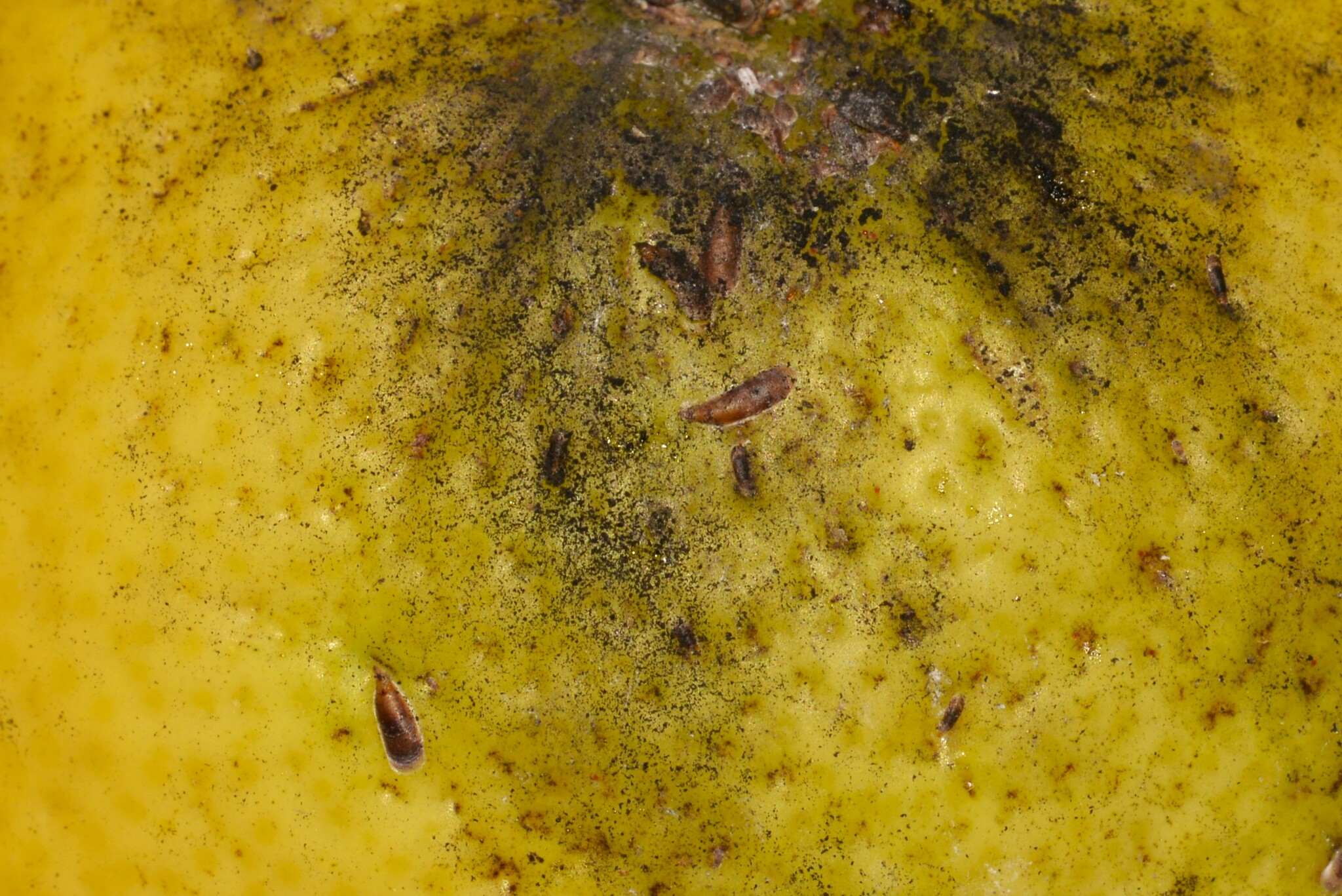 Lepidosaphes beckii