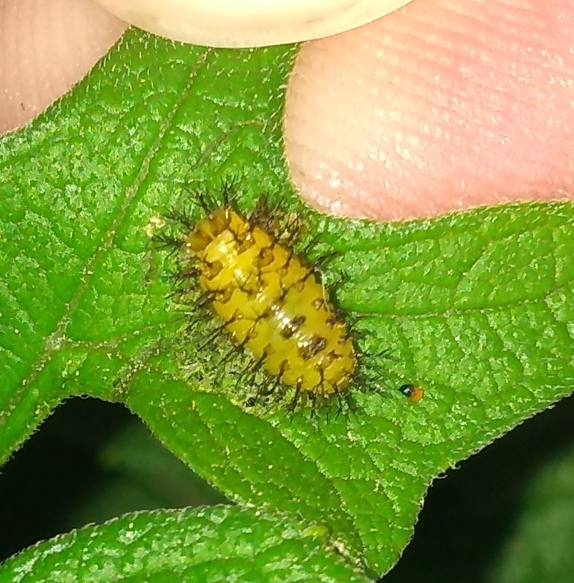 Epilachna paenulata