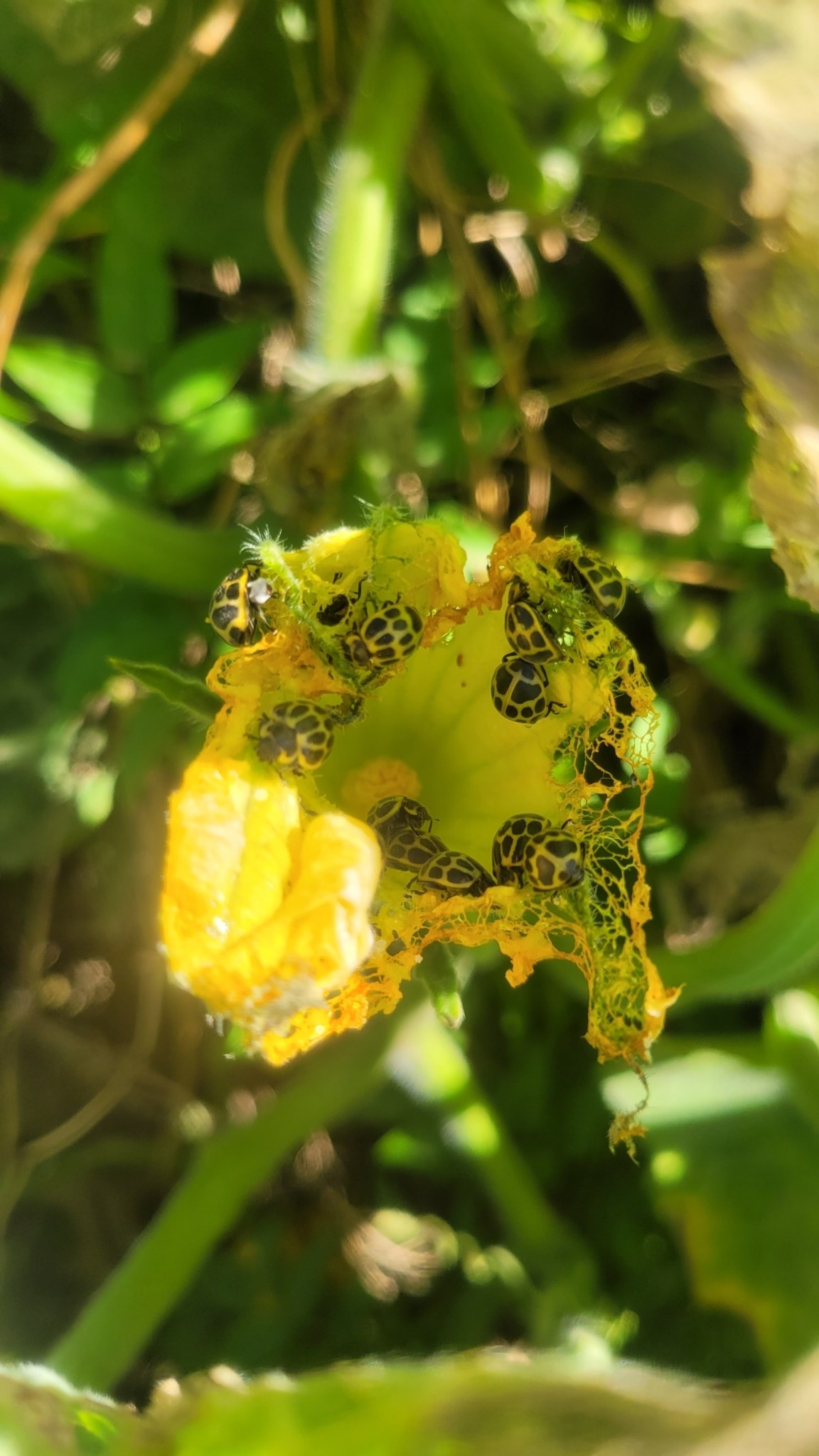Epilachna paenulata