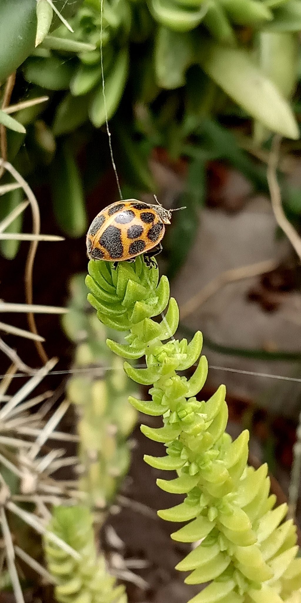 Epilachna paenulata