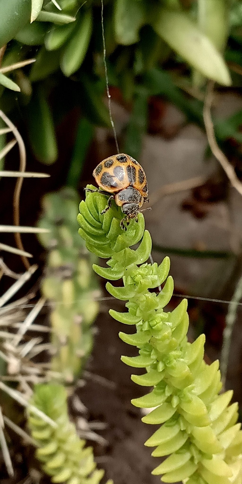 Epilachna paenulata