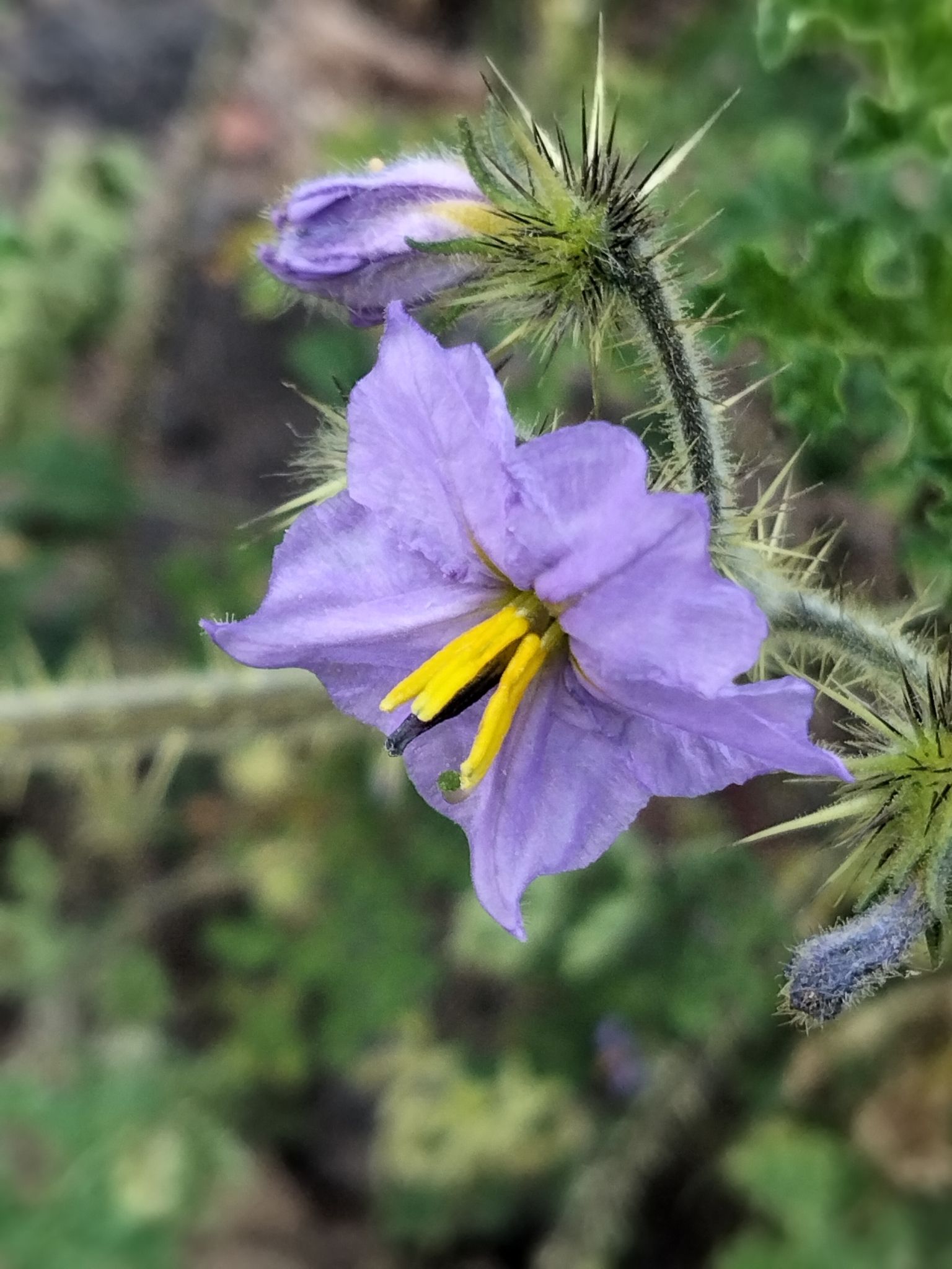 Solanum heterodoxum