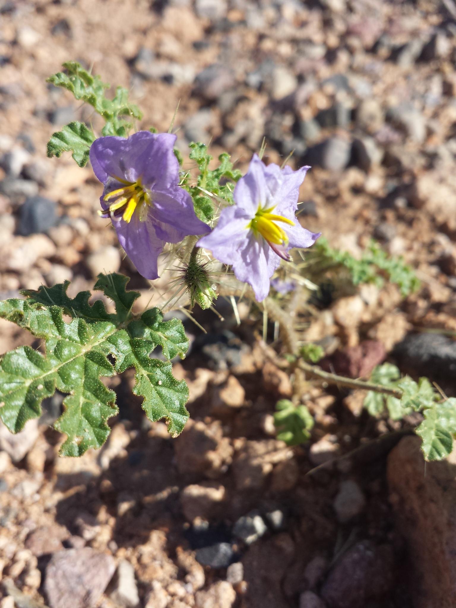 Solanum heterodoxum