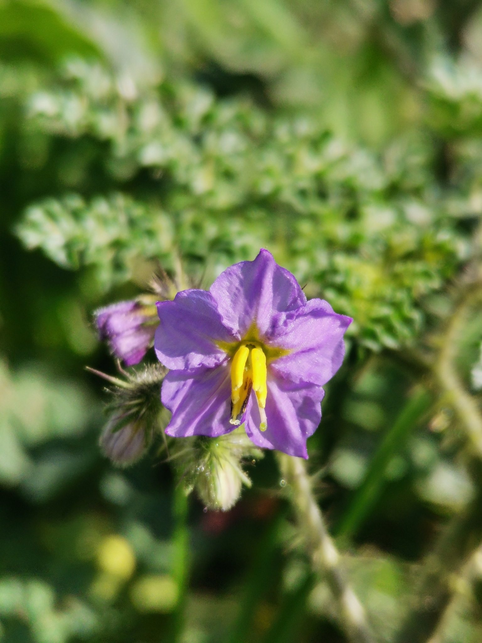 Solanum heterodoxum