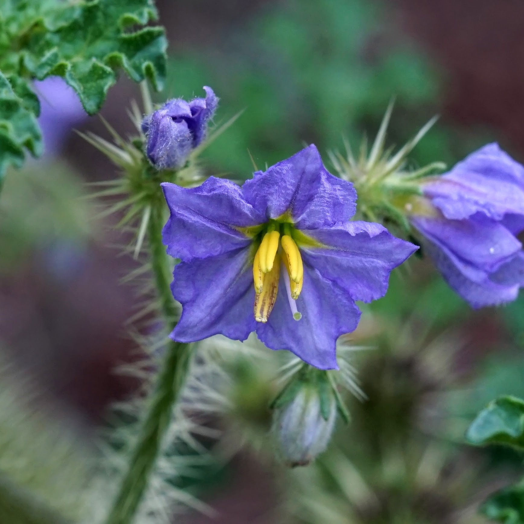 Solanum heterodoxum