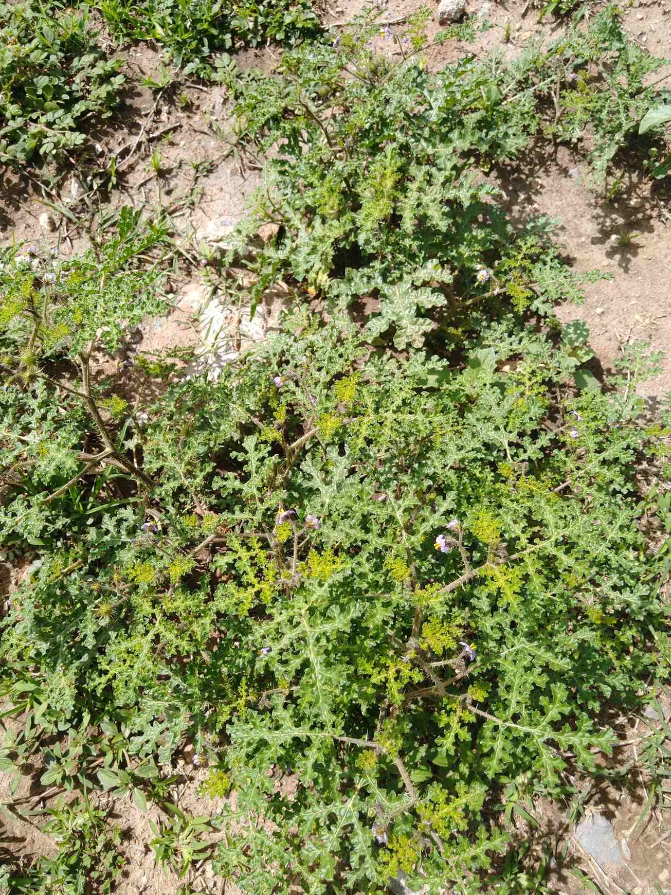 Solanum heterodoxum