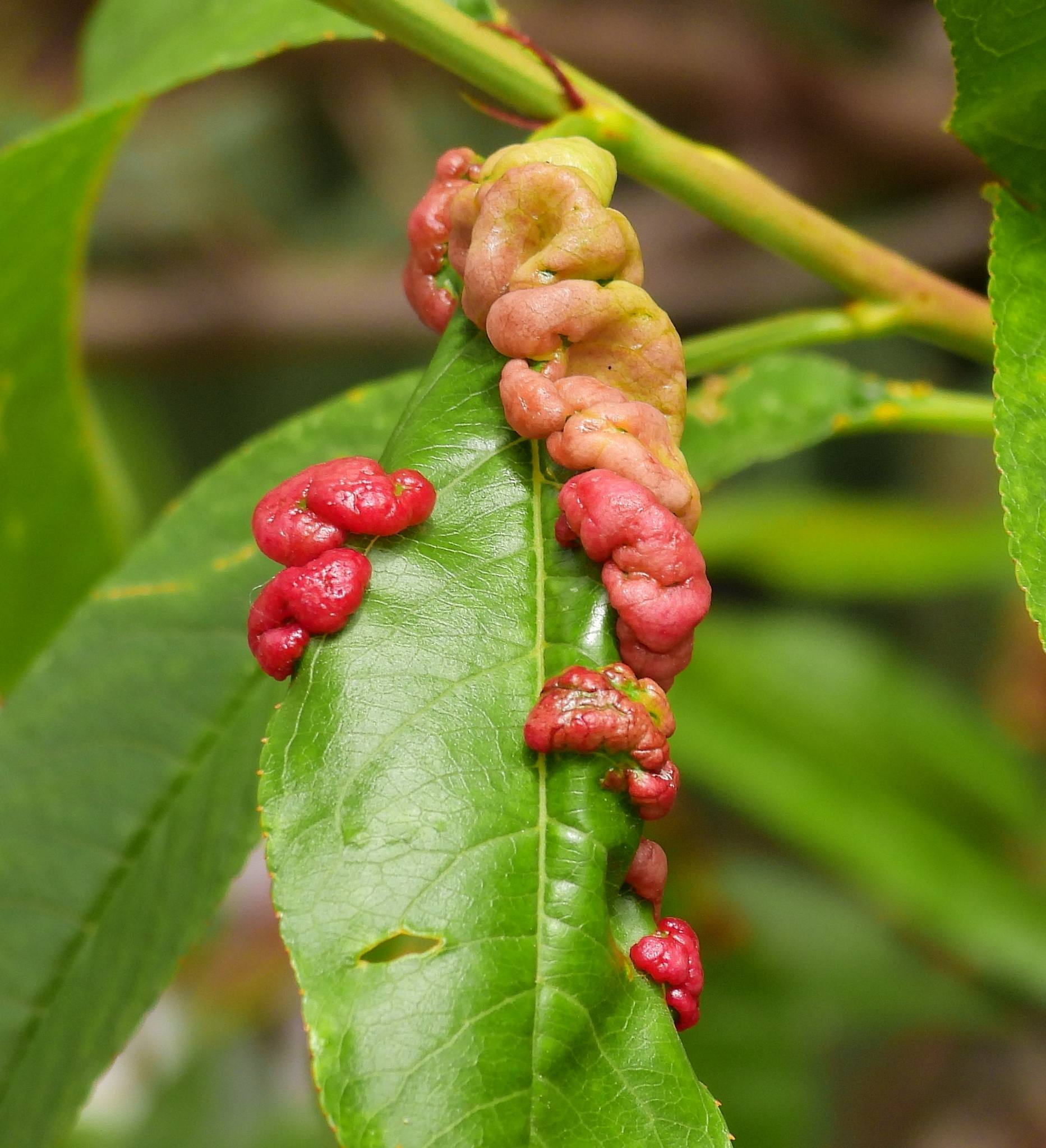 Taphrina deformans