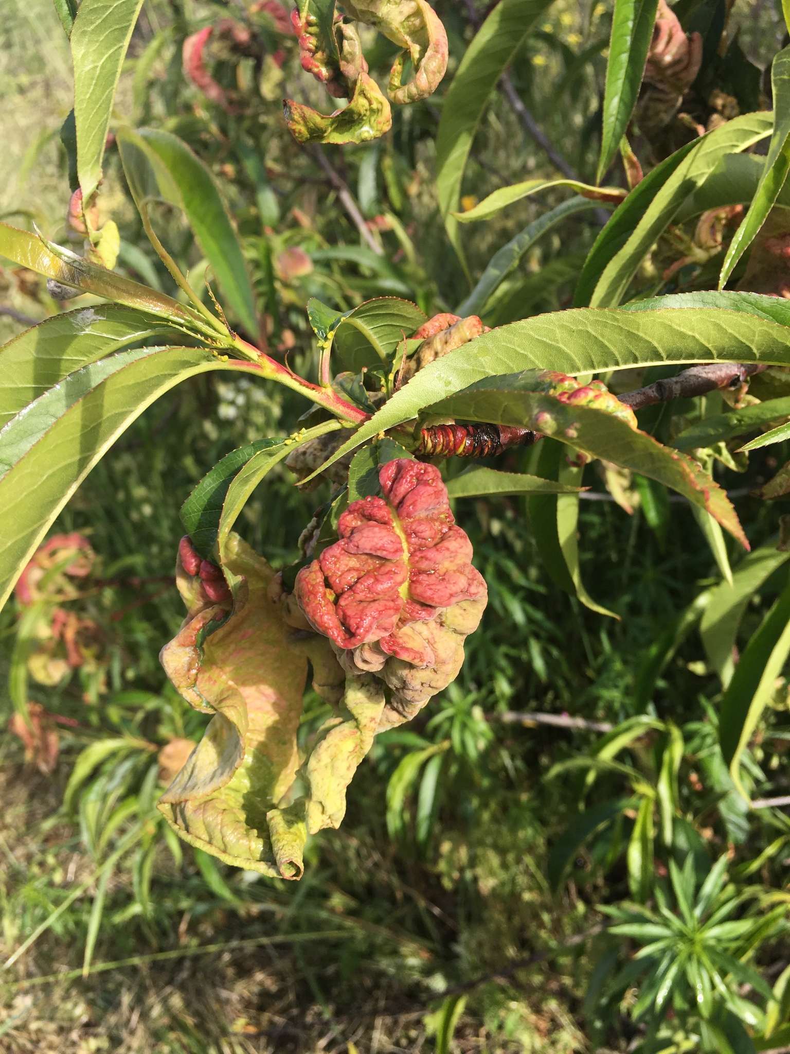 Taphrina deformans